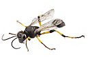 Mud Wasp