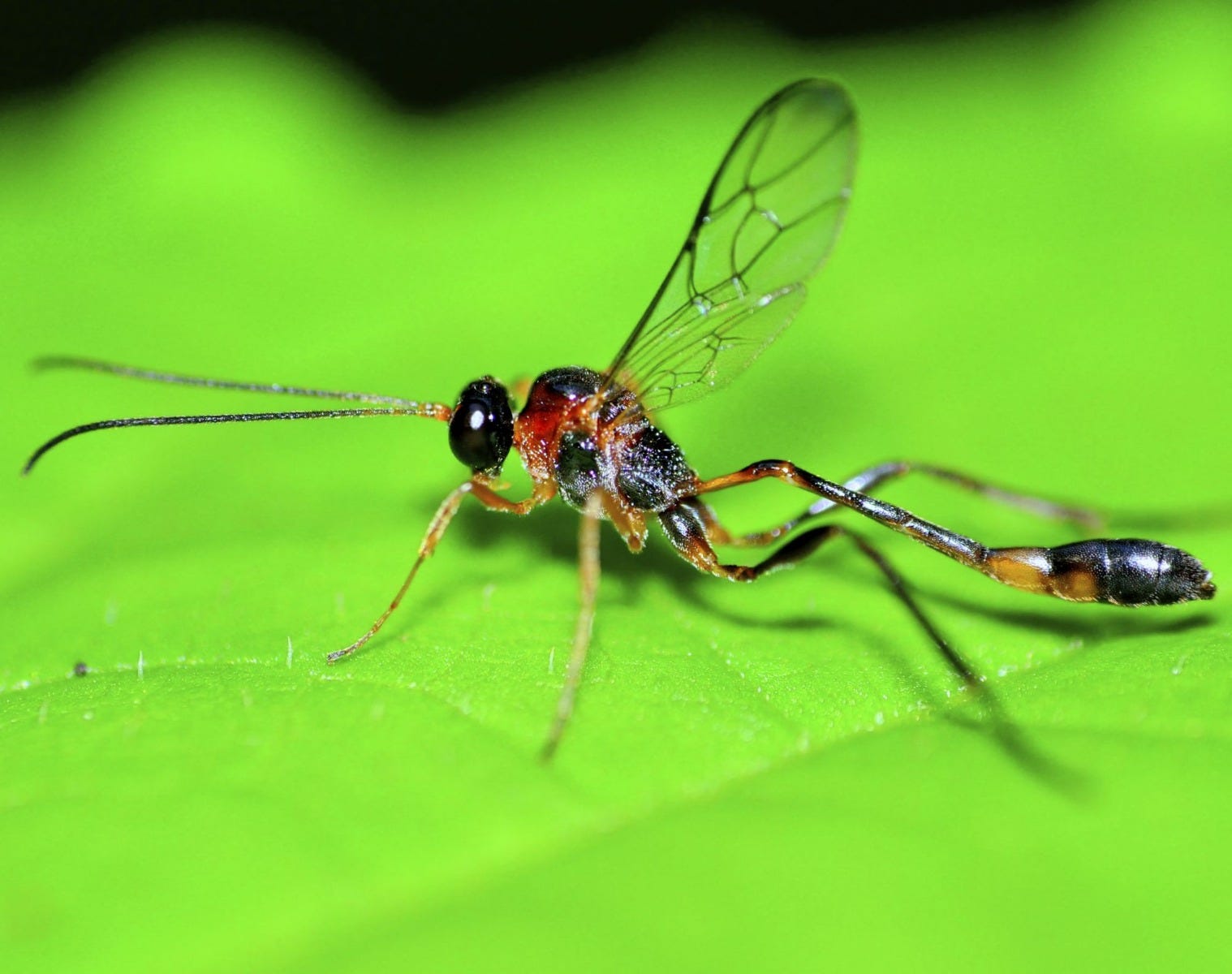 Mud Wasp Appearance