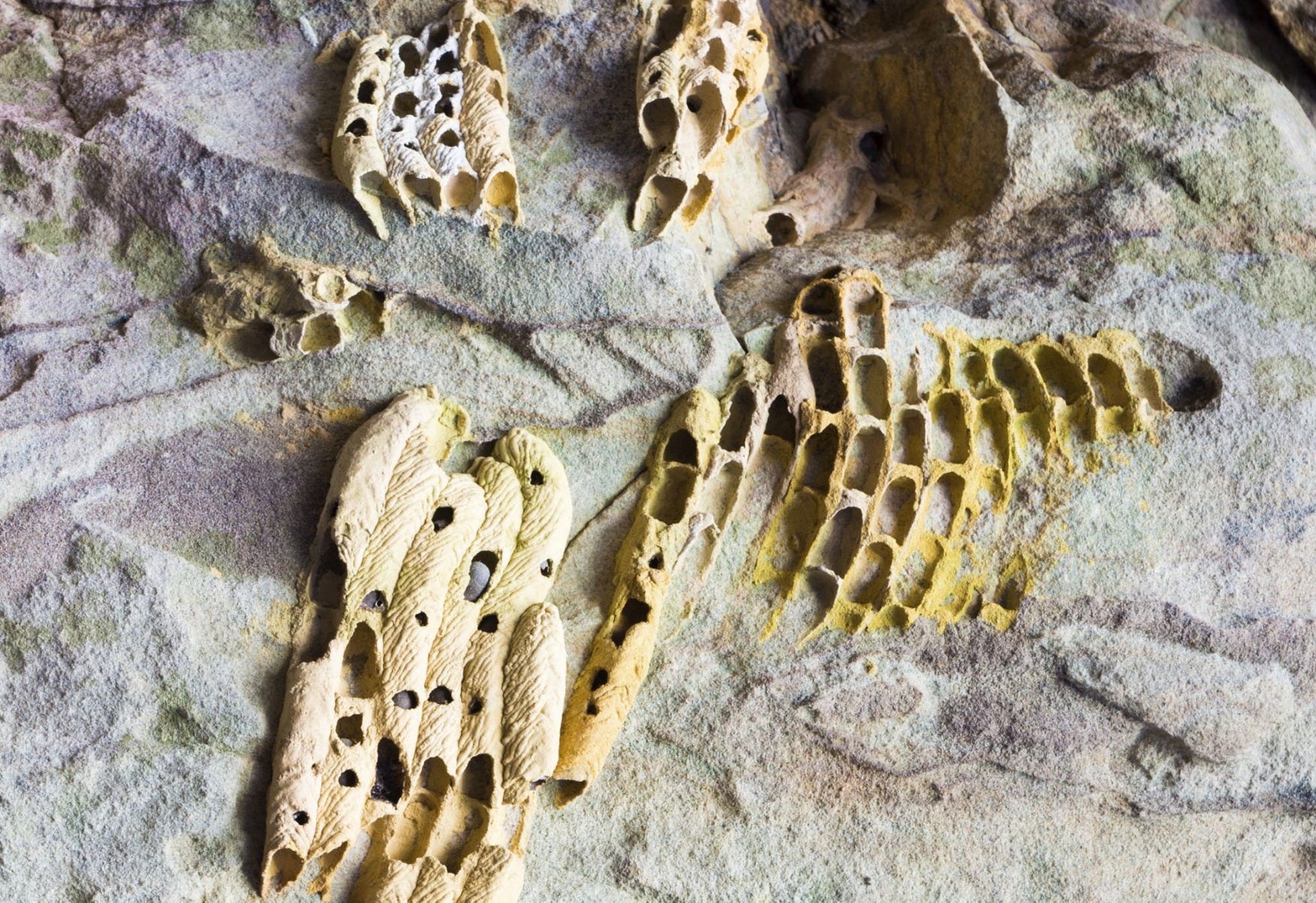 Mud Wasp Habitat