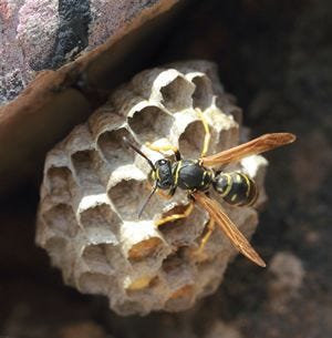 Paper Wasp Appearance