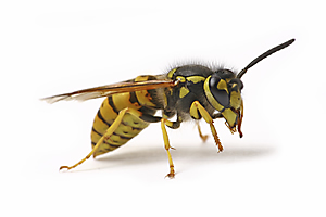 Paper Wasp Appearance