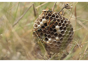 Northern Paper Wasp Reproduction