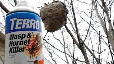 Wasp and Hornet Control