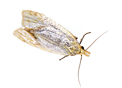 The Webbing Clothes Moth - A Homeowners Guide