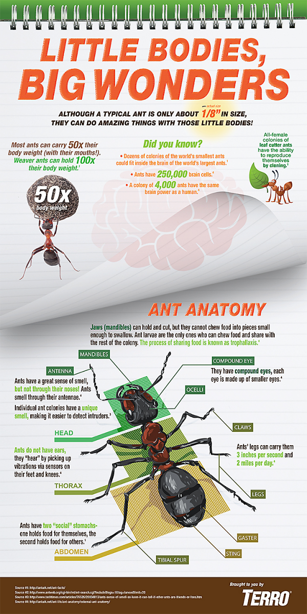 Click to Enlarge BrilliANT Facts About Ants Infographic
