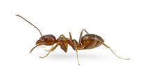 Argentine Ants