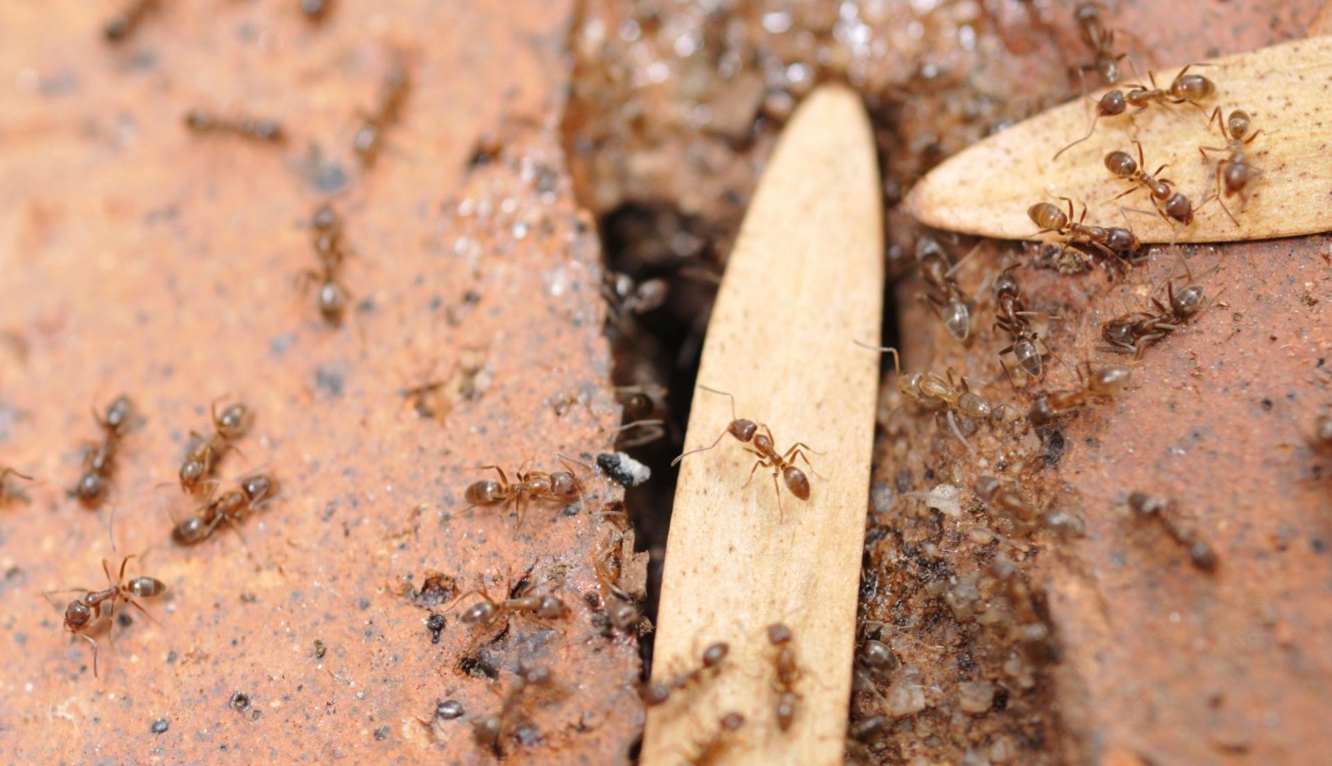 Ant Control Utah