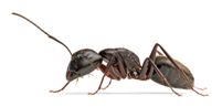 Carpenter Ants