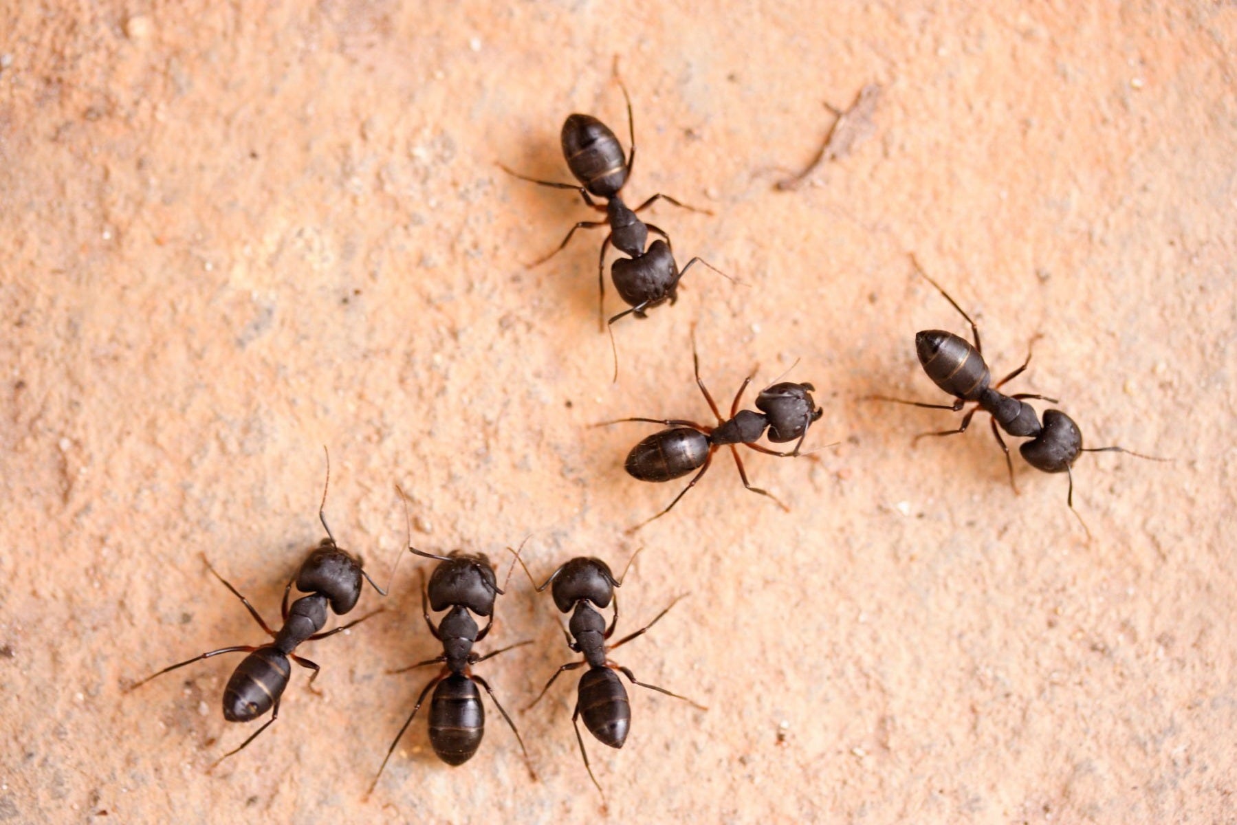 How to Get Rid of Carpenter Ants — Best Ways to Kill Carpenter Ants