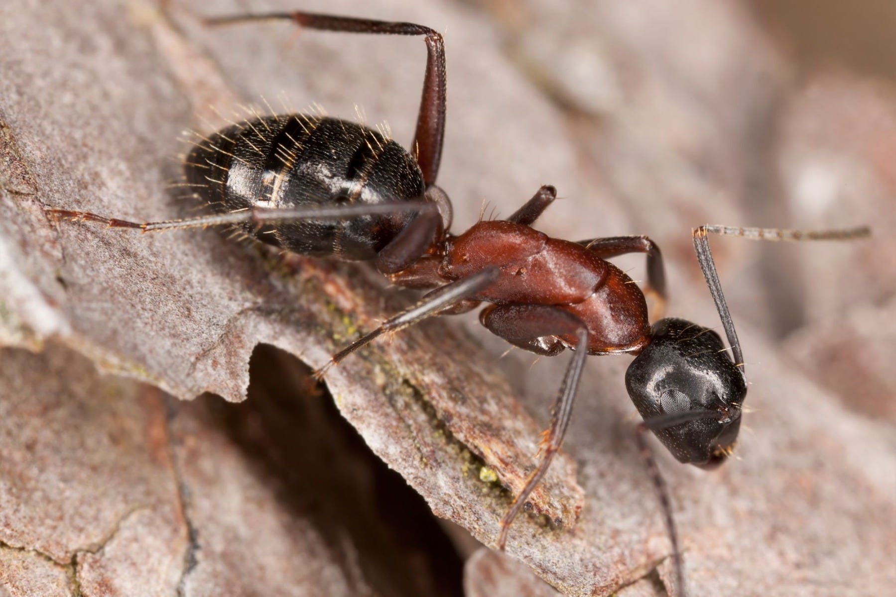 Ant Control Services
