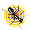 Ant