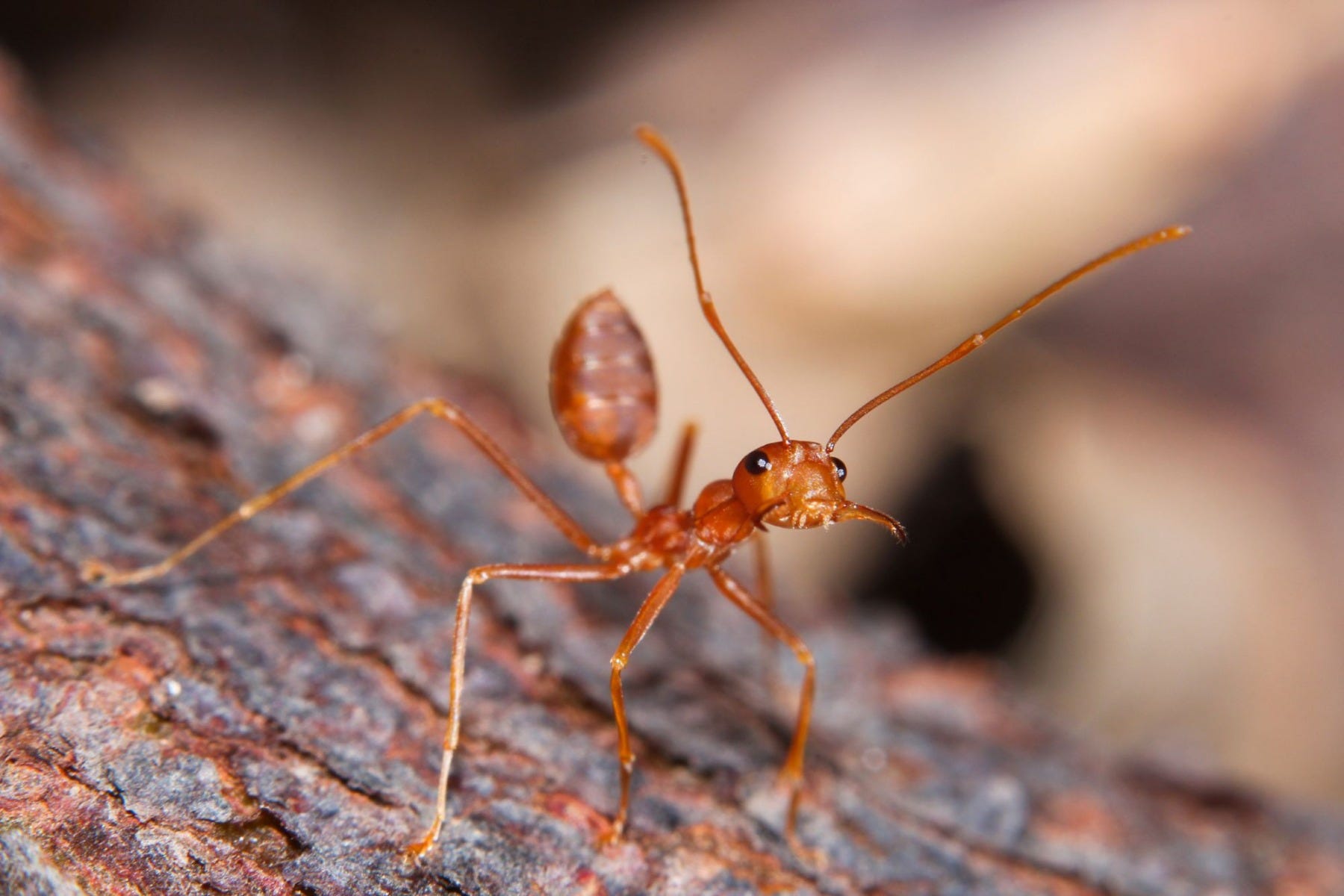 Fire Ant Close Up