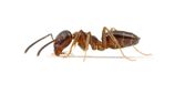 Odorous House Ants