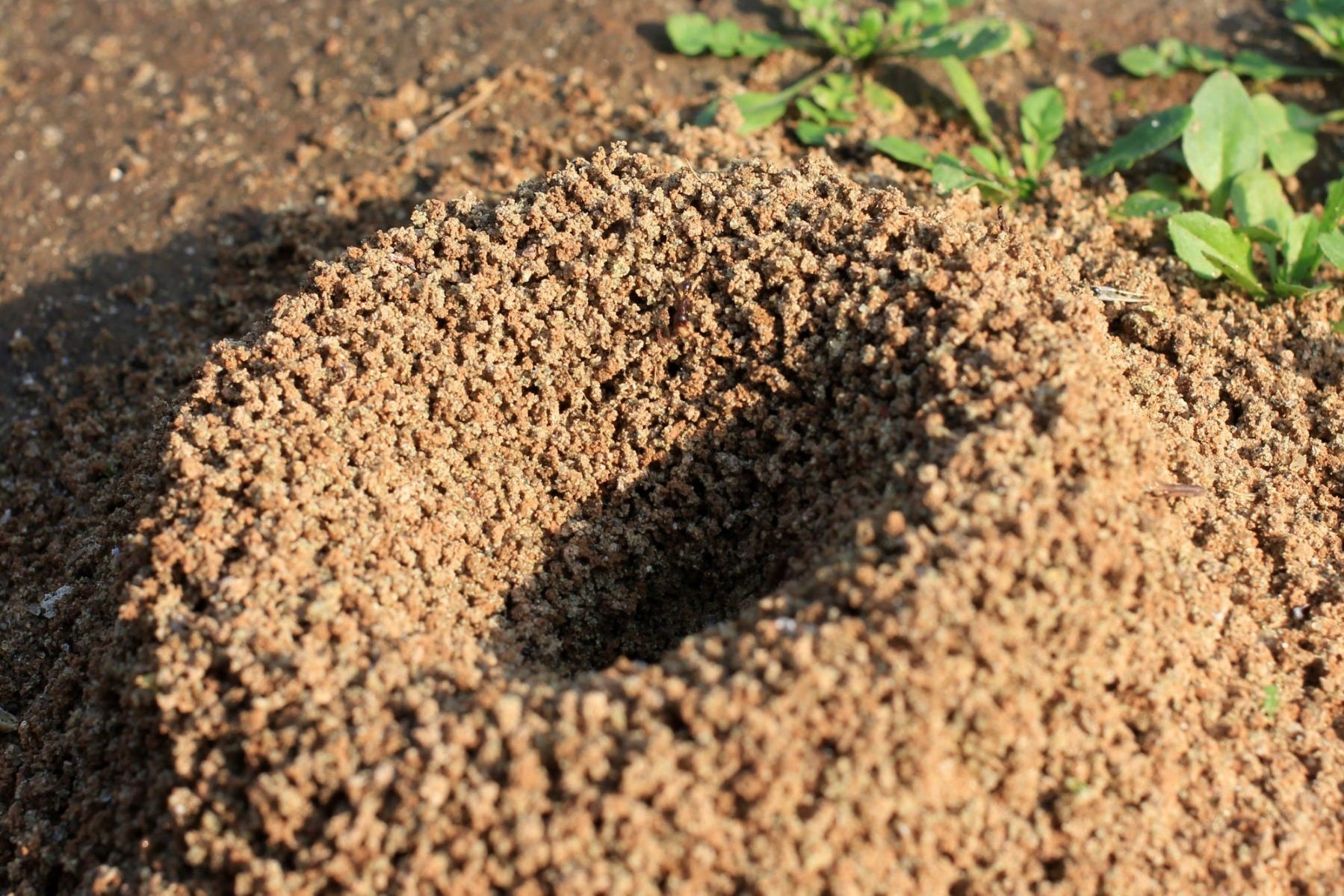 Ant Mound