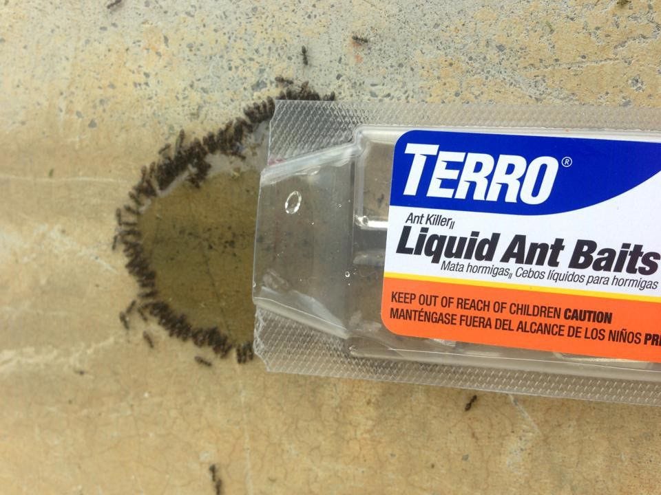 Liquid Bait In Use