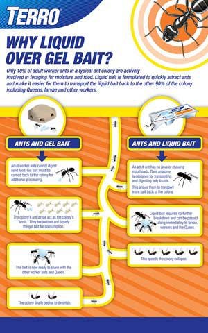 can dogs die from eating ant poison