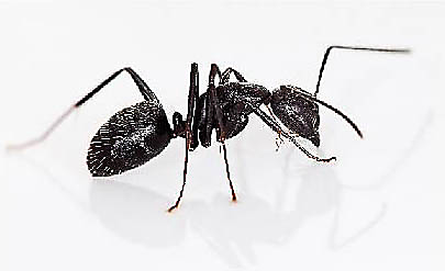 Carpenter Ant