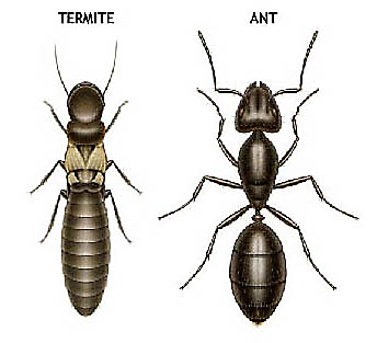 Carpenter Ant