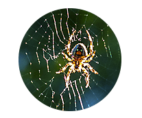 Spider Library