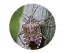 Stink Bug Library