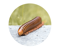 Millipede Library