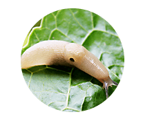 Slug Library