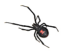 Black Widow Spiders