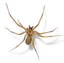 Brown Recluse Spiders