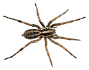 Wolf Spiders