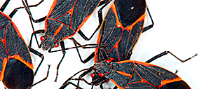 Boxelder Bugs