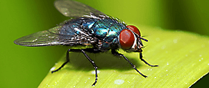 Flies