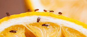 Fruit Flies