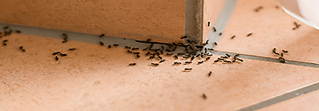 Indoor Ant Solutions