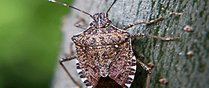 Stink Bugs