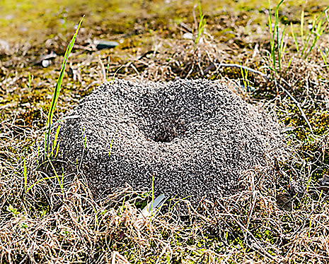 Fire Ant Mound